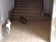 Cat Walks Dog Home