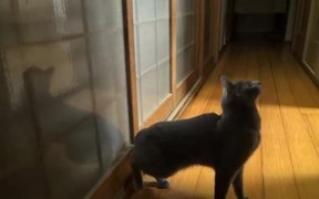 Machine Gun Knocker Cat - Animals - VIDEOTIME.COM