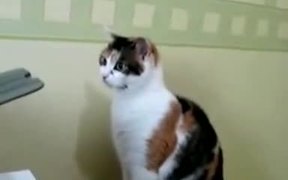 Cat Printer Repair - Animals - VIDEOTIME.COM