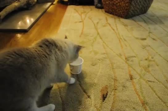 Cat Vs Yogurt - Animals - Videotime.com