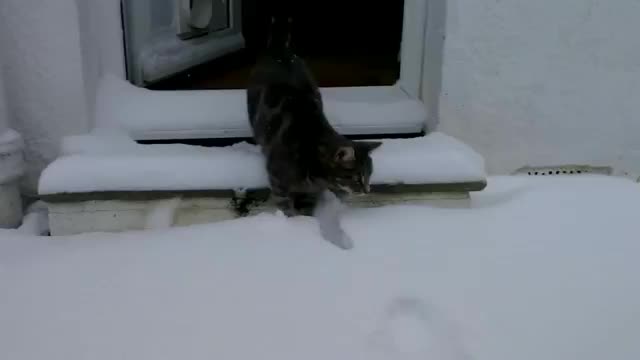 Cat Vs Snow First Time - Animals - Videotime.com