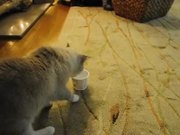 Cat Vs Yogurt