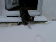 Cat Vs Snow First Time