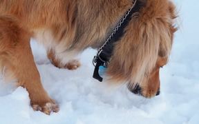 Eating Snow - Animals - VIDEOTIME.COM