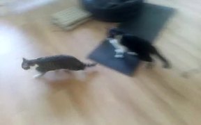 Funny Cat Part 2 - Animals - VIDEOTIME.COM