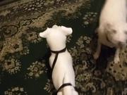 Cute Dog Playing