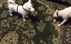 Cute Dog Playing - Animals - VIDEOTIME.COM
