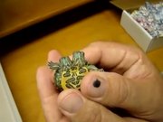 Mutant Turtle with Two Heads