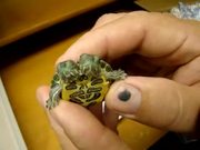 Mutant Turtle with Two Heads