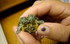 Mutant Turtle with Two Heads - Animals - VIDEOTIME.COM
