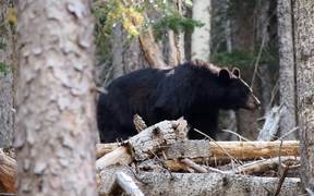 Black Bear in San Francisco Peaks - Animals - VIDEOTIME.COM