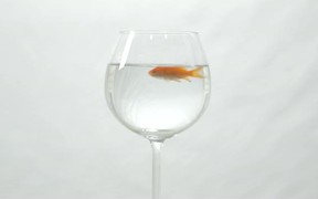 Goldfish Swimming in Wine Glass - Animals - VIDEOTIME.COM