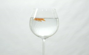 Goldfish Swimming in Wine Glass - Animals - VIDEOTIME.COM