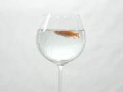 Goldfish Swimming in Wine Glass