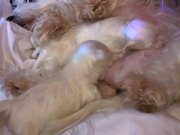 Cute Maltese Puppies - 2 Weeks Old