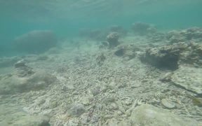 Tropical Fishes while Snorkelling in Uganzaki - Fun - VIDEOTIME.COM