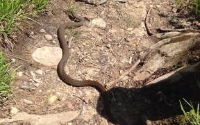 Northern Water Snake - Animals - VIDEOTIME.COM