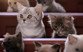 Kitten Kollege - A Guide to Neutering Kittens - Commercials - VIDEOTIME.COM