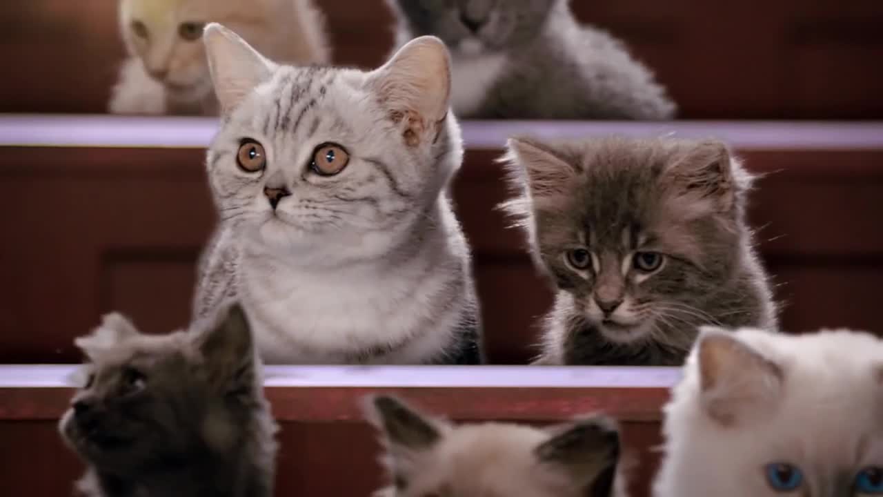 Kitten Kollege - A Guide to Neutering Kittens