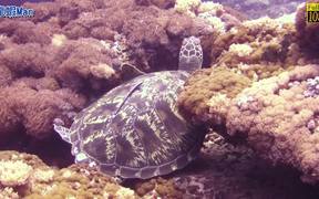 Turtoise  Baronjan - Animals - VIDEOTIME.COM