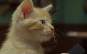 Jake O’Connor’s: A Kitten Walks into a Bar - Commercials - VIDEOTIME.COM