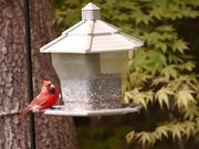 Cardinal at BirdFeeder