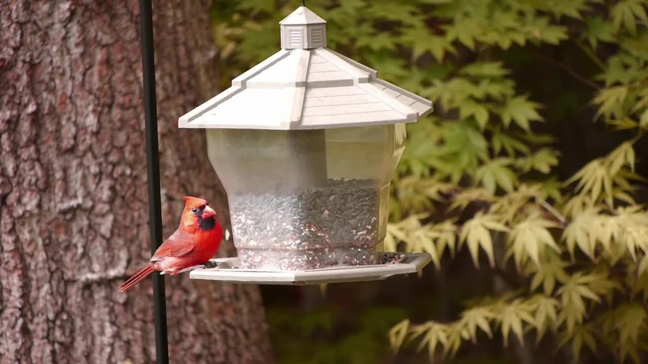 Cardinal at BirdFeeder