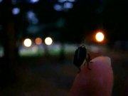 Short Video of Firefly