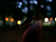 Short Video of Firefly