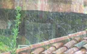 Rainy Day