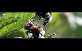 Bumblebee sound of music - Tech - VIDEOTIME.COM