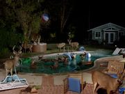Farmers Insurance Commercial: Stag Pool Party