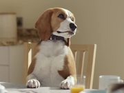Beagle Street Commercial: Jeremy the Beagle