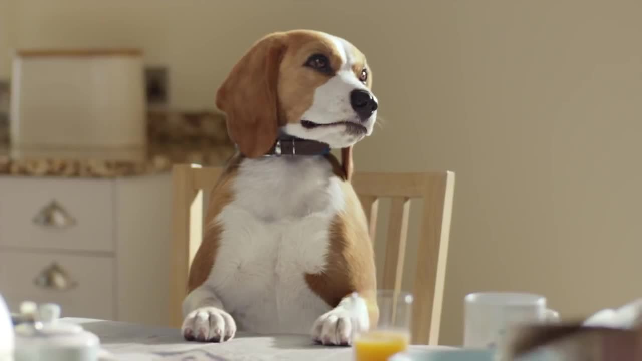 Beagle Street Commercial: Jeremy the Beagle