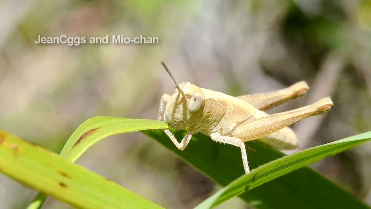 Grasshopper Eating Grass