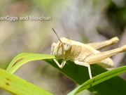Grasshopper Eating Grass