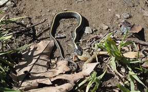 Diablo Range Garter Snake - Animals - VIDEOTIME.COM
