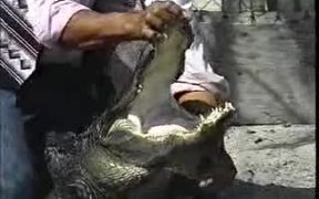 Alligator Wrestling - Animals - VIDEOTIME.COM