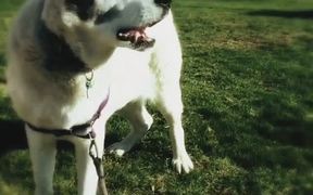 White Dog , Black Ear - Animals - VIDEOTIME.COM