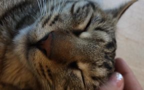 Cute Cat - Animals - VIDEOTIME.COM