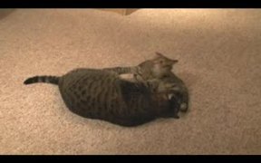 Cat vs Kitten - Animals - VIDEOTIME.COM