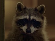 Beeline Commercial: Raccoon