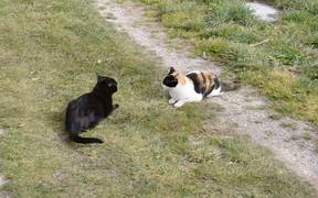 Cats Playing - Animals - VIDEOTIME.COM