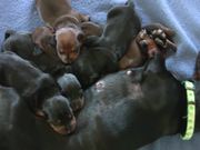 Dachshund - Cute 10 Day Old Puppies - Animals - Y8.com