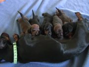 Dachshund - Cute 10 Day Old Puppies - Animals - Y8.COM