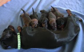 Dachshund - Cute 10 Day Old Puppies - Animals - VIDEOTIME.COM