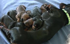Dachshund - Cute 10 Day Old Puppies - Animals - Videotime.com