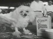Dog Show 1955