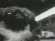 Dog Show 1955