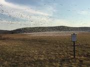 Snow Geese at Middle Creek